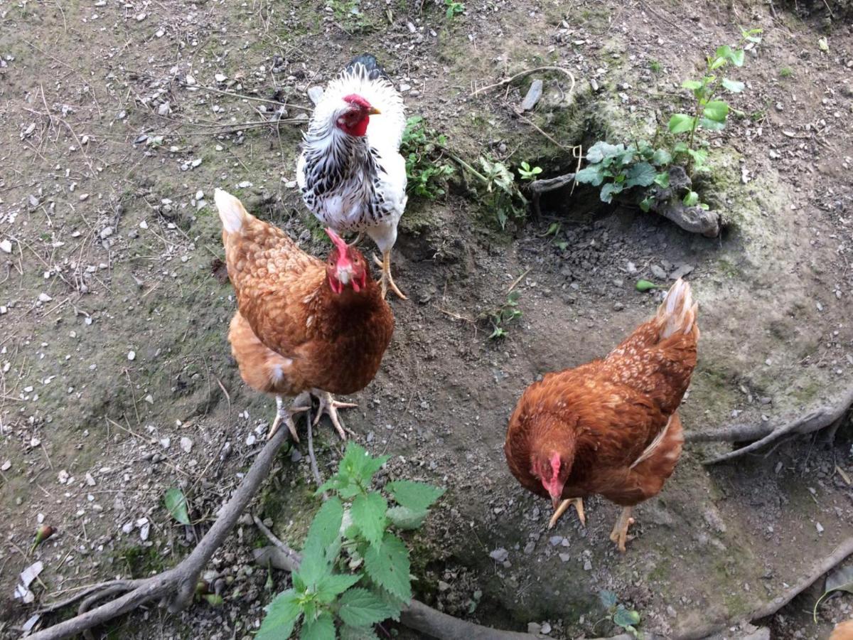 Mawa Appartamento Oberhausberg Esterno foto